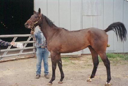 ��ǲ�� ����