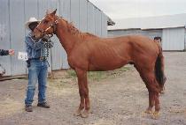 �Ŀ���κ������ (FOUND IN BLAIRSDEN) ����