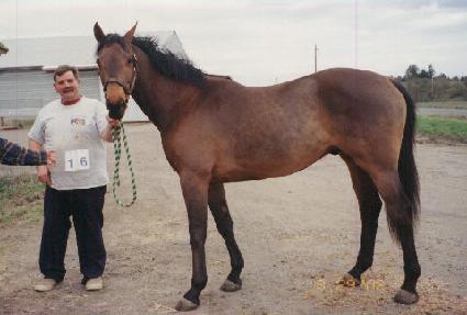 ���ǵ�ȣũ ����