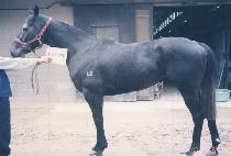 ��Ÿ������ (CENTA PRIMA) ����