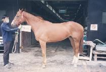 ���� (DERVISH) ����