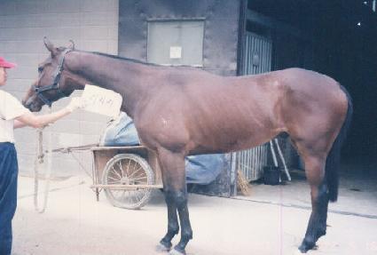 ������ ����