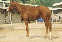 ���������� (WYNDAM WARRIOR) ����