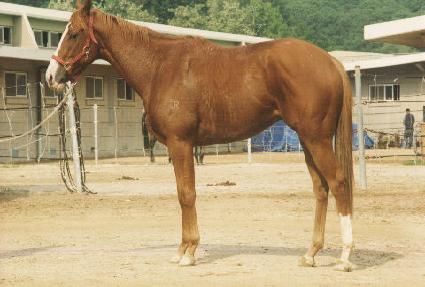 ���������� ����