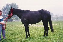 �и��׸���ţ (MILITARY BANQUET) ����