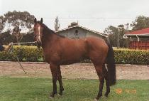 �Ӿ�� (WHAT A SPUR) ����