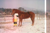 �����ϵ�Ʈ��Ʈ (WESTERN DISTRICT) ����