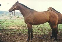 Ǫ�� (POOJA) ����