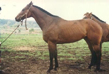 Ǫ�� ����