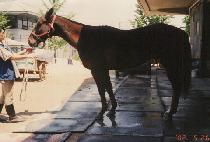 �����ú� (SUBVERSIVE) ����