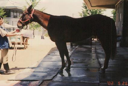 �����ú� ����