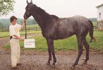 ���糪�̽������� (BLUE��S NICE DESIGN) ����