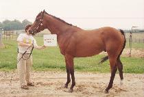 ī�����ī (CARABLANCA) ����