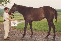 ������ (DOVER MOON) ����