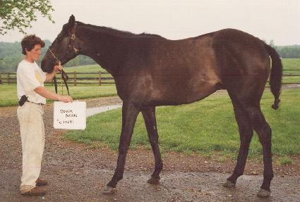 ������ ����