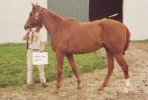 �ڴ�¡�� (JOHNEE JINGO) ����