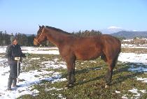 NINE ALARM FIRE picture