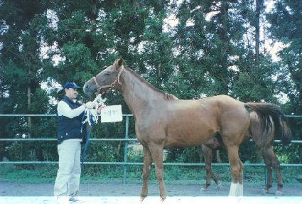 �������� ����