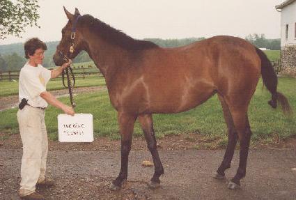 ���� ����