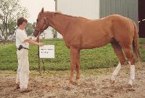 ��ġ���Ű�� (WATCHTHATMONKEYRUN) ����