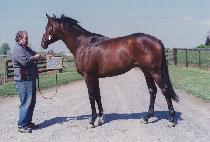 ����������� (EQUUS SPECIAL) ����