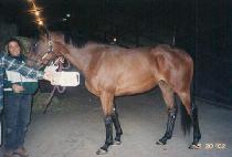 ũ����Ƽĳ�Ѹ��� (CRAFTY CAROLINA) ����