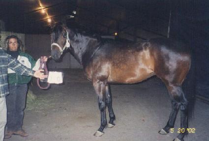 ���ɽ�Ʈ��Ʈ ����