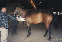 �������� (DOUBLE FIDGET) ����