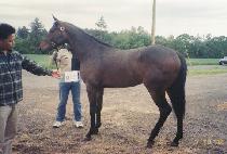 ����� (MORE NOBLE) ����