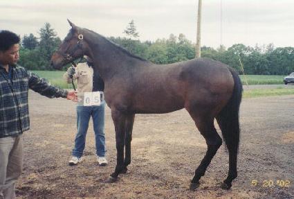 ����� ����