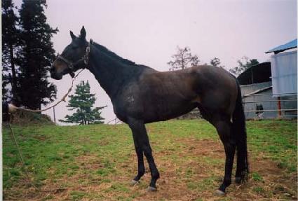 ĳ�����̵庣�� ����