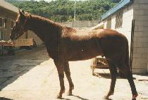 ������ (SPORRAN) ����