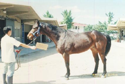 �ں� ����