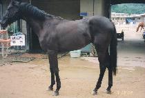 �ڱ׸���� (ZAGRIBUTION) ����