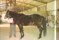 �����Ž� (GO GO FOX) ����