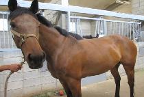 �ؾ翵�� (HAEYANGYEONGUNG) ����