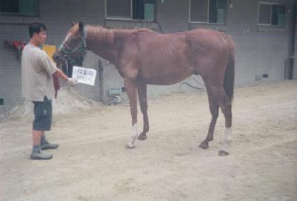 ���̳��ͽ� ����