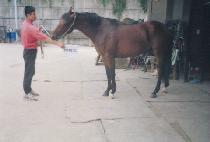 ��ǳ�¸� (UNGPUNG SEUNGNI) ����