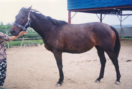 ����� ����