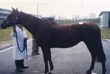 �ڸ��ν�Ÿ ����