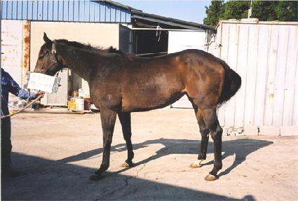 ����ĳ�� ����