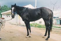 �����̽� (GOLD DICE) ����