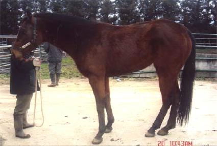 ���ͳη����� ����