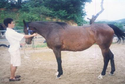 ��Ƽ�Ѹ� ����