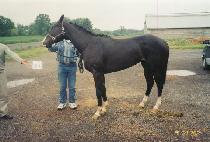 �������� (THE RIO DEAL) ����