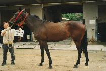 ��ĵ�ϸ�� (SCAN HARMONY) ����