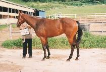 �Ȼ� (PALSANGDO) ����