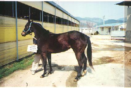 �뽺�ֵ鷹�̵� ����