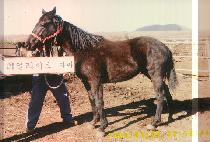 ���л� (BIHAKSAN) ����