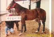 ��õ (GAMCHEON) ����